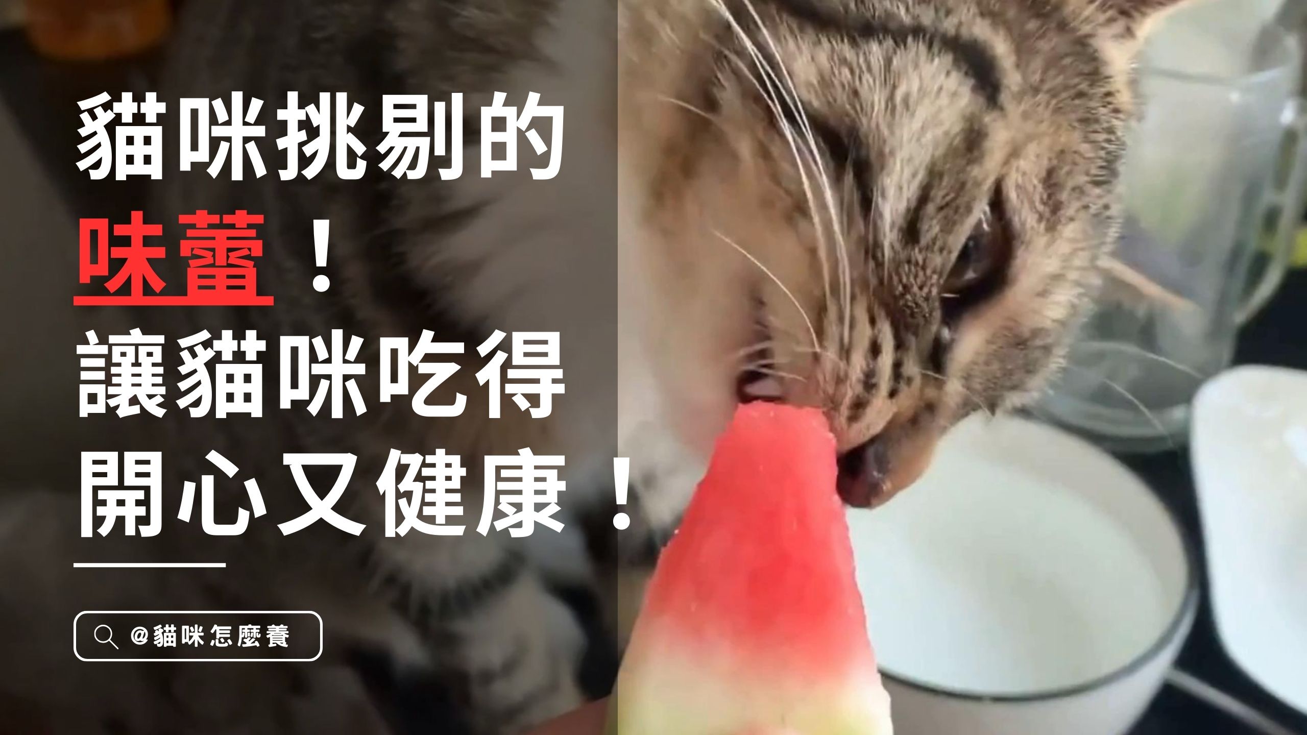 【新手養貓】你家貓咪挑食嗎? 當貓咪挑食的時候該怎麼辦?