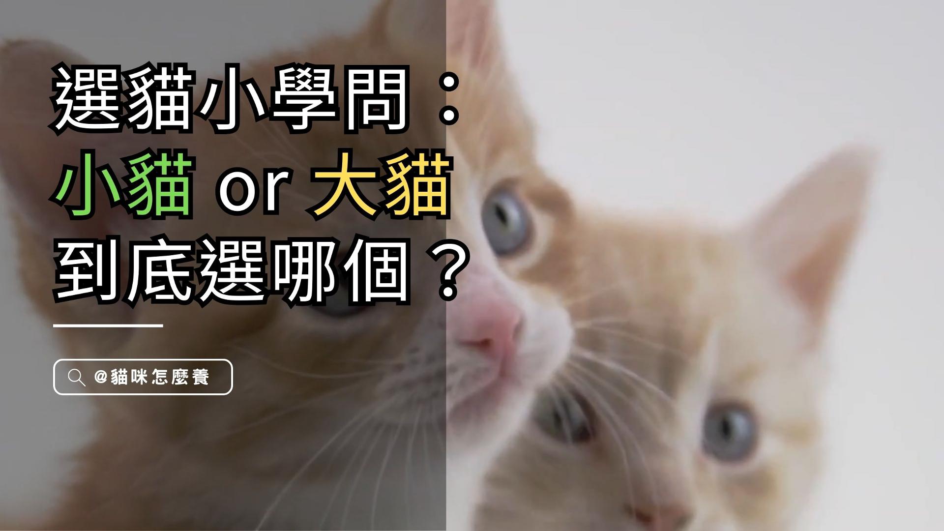 【寵物解答】你喜歡哪種貓咪? 告訴你一個選貓小學問：小貓大貓到底選哪個？
