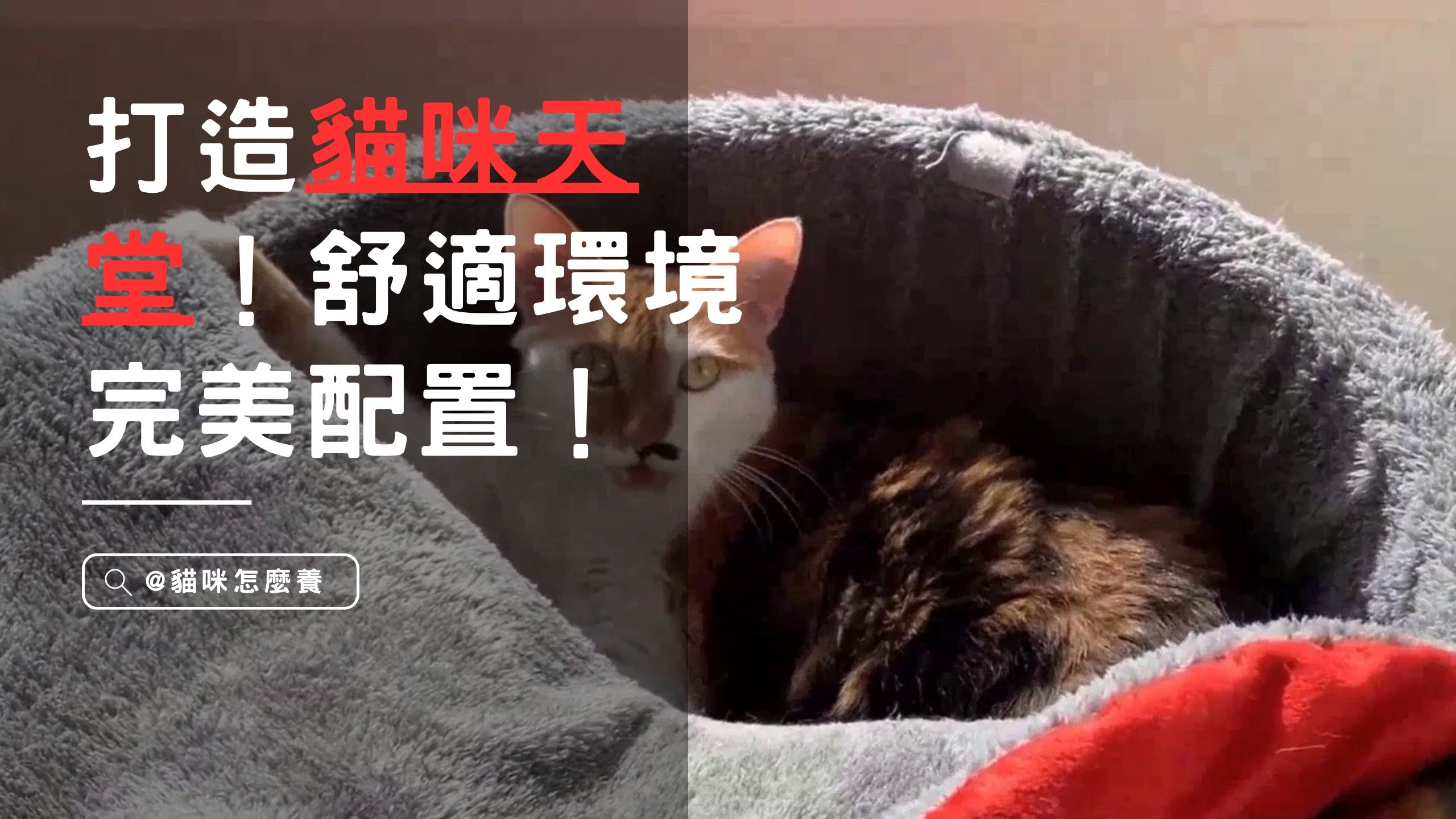 【新手養貓】如何打造貓咪心中的貓咪天堂！