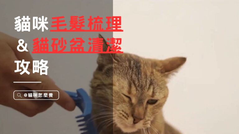 貓咪日常小技巧!毛髮梳理&貓砂盆清潔攻略,讓貓咪清爽舒適!