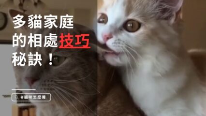 多貓家庭的和諧共處！解決貓咪衝突、提供相處技巧的專家秘訣
