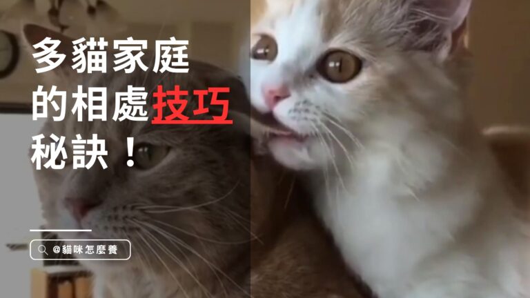 多貓家庭的和諧共處!解決貓咪衝突、提供相處技巧的專家秘訣