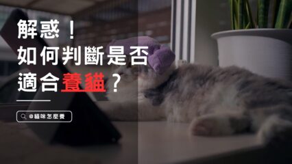 解惑！如何判斷是否適合養貓？