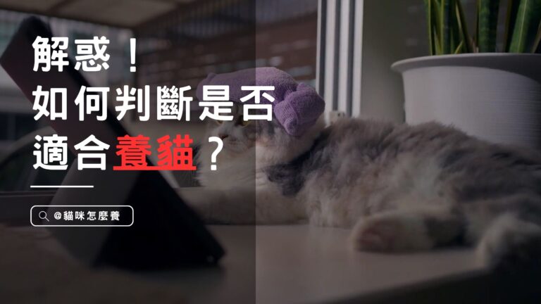 解惑!如何判斷是否適合養貓?