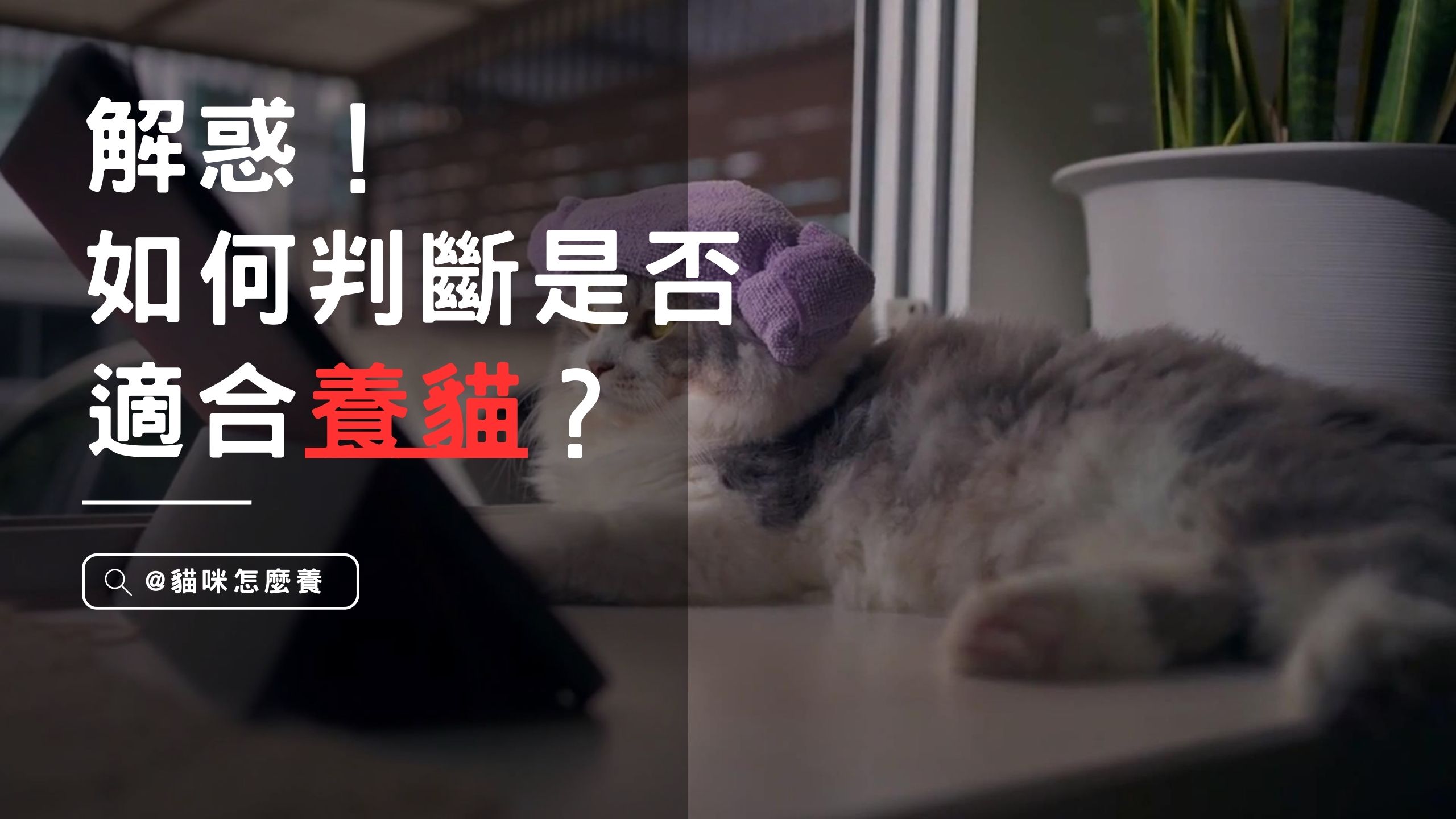 【寵物解答】你知道該如何判斷是否適合養貓嗎？