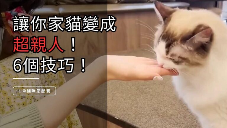 如何讓你家貓變成超親人