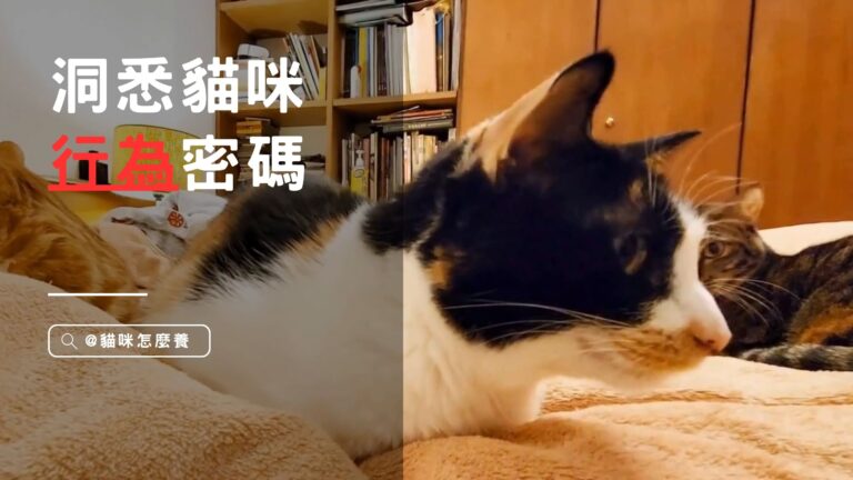 洞悉貓咪行為密碼:舔毛、抓抱、咕嚕聲的背後意涵與心理秘辛!