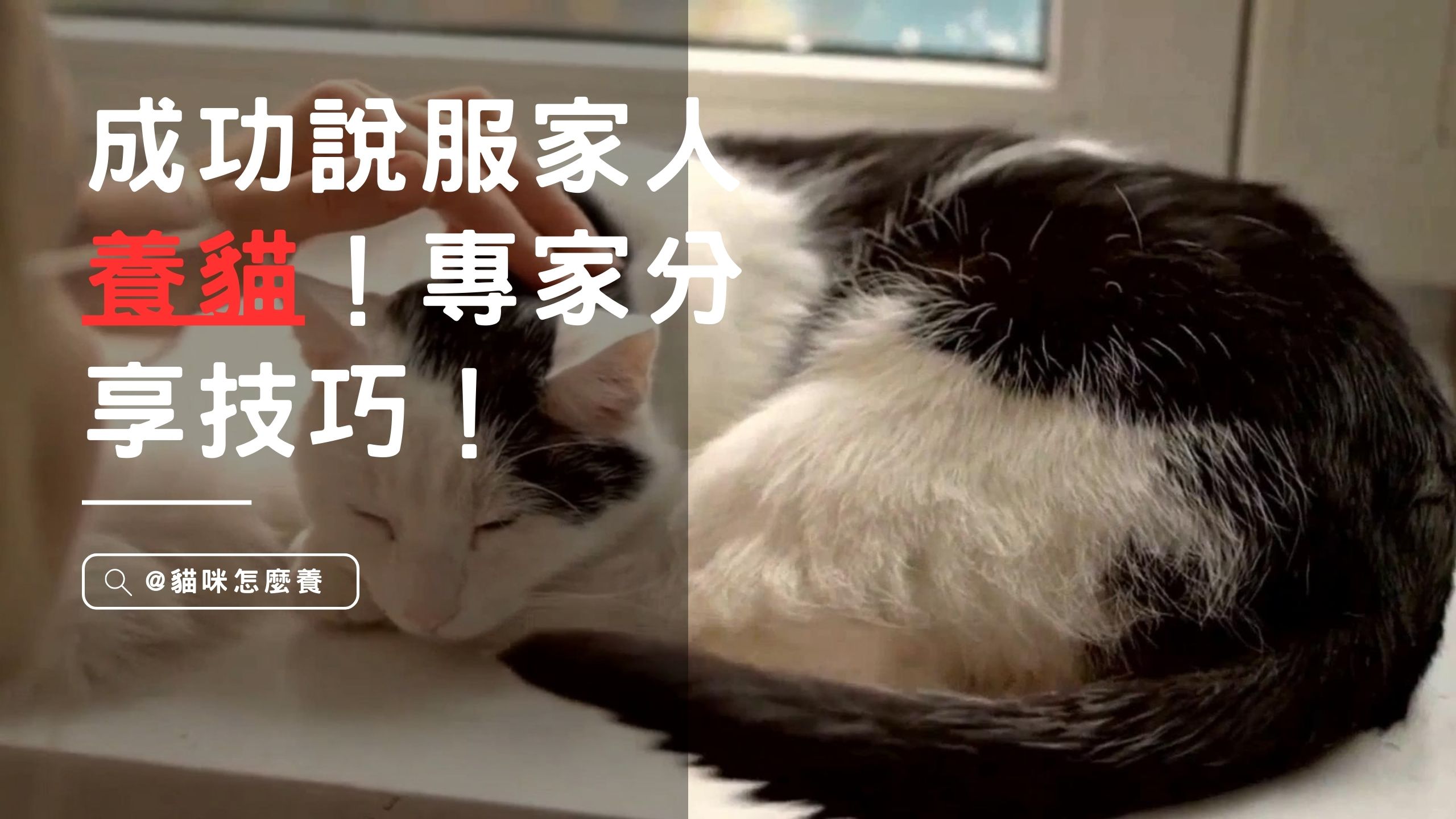 【新手養貓】幫你一起成功說服家人養貓！