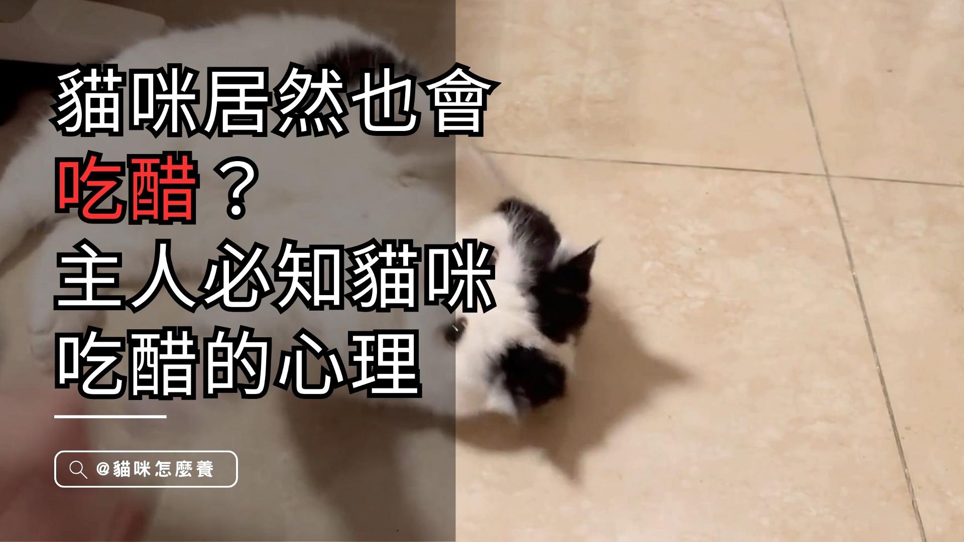 【寵物解答】貓咪吃醋的神秘心理，主人須知！