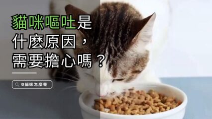 貓咪嘔吐現象的生理科學