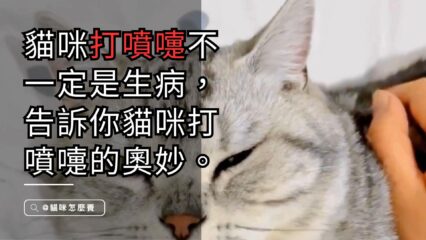 貓咪打噴嚏的科學奧妙