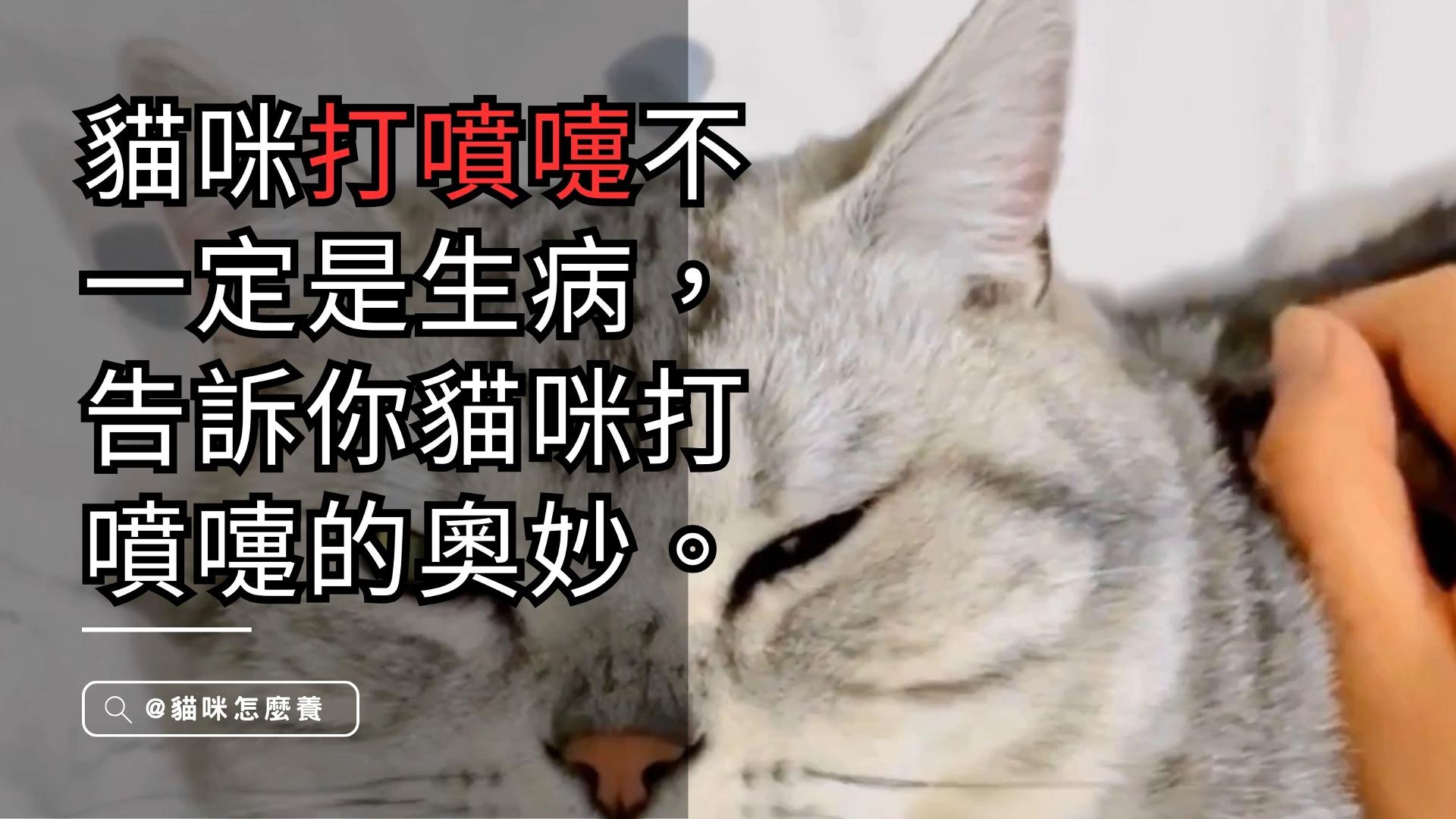 【寵物解答】貓咪打噴嚏不一定是生病，貓咪打噴嚏的科學奧妙，讓你大開眼界！