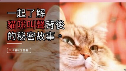 貓咪叫聲背後的秘密故事