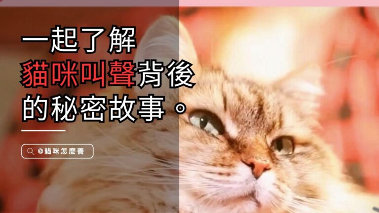 貓咪叫聲背後的秘密故事