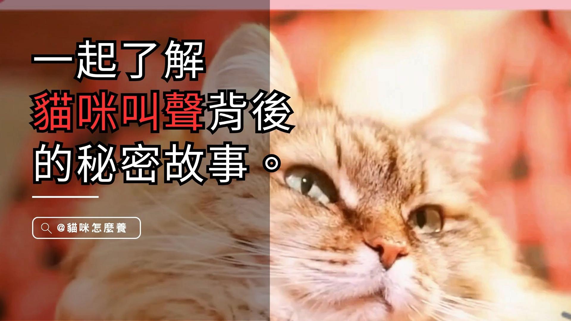 【寵物解答】一起了解貓咪叫聲背後的秘密故事