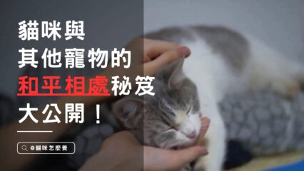 家中和諧共處！貓咪與其他寵物的和平相處秘笈大公開！