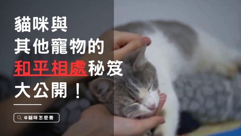 家中和諧共處!貓咪與其他寵物的和平相處秘笈大公開!