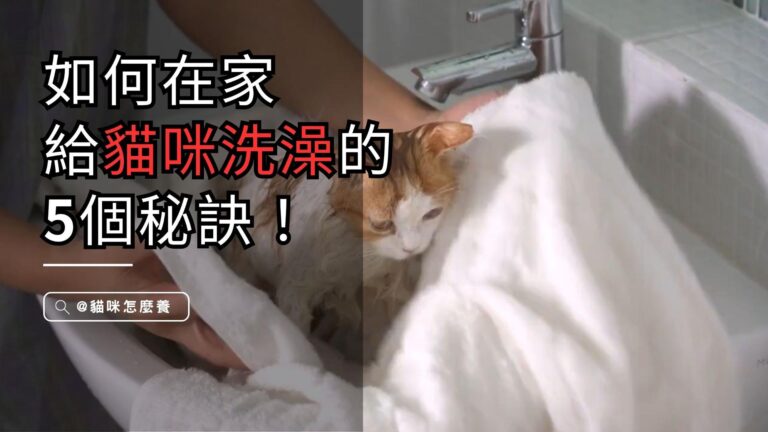 了解貓咪洗澡