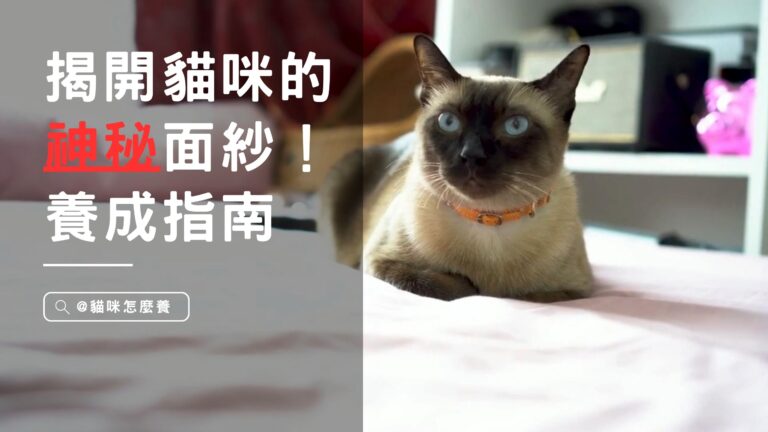 揭開貓咪的神秘面紗!品種特色&完美養成指南:適合哪些環境?