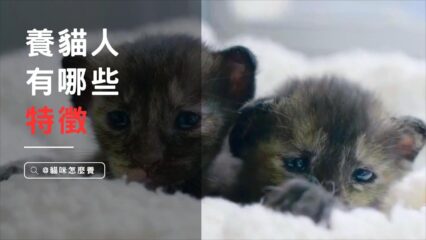 養貓人有哪3種特徵??