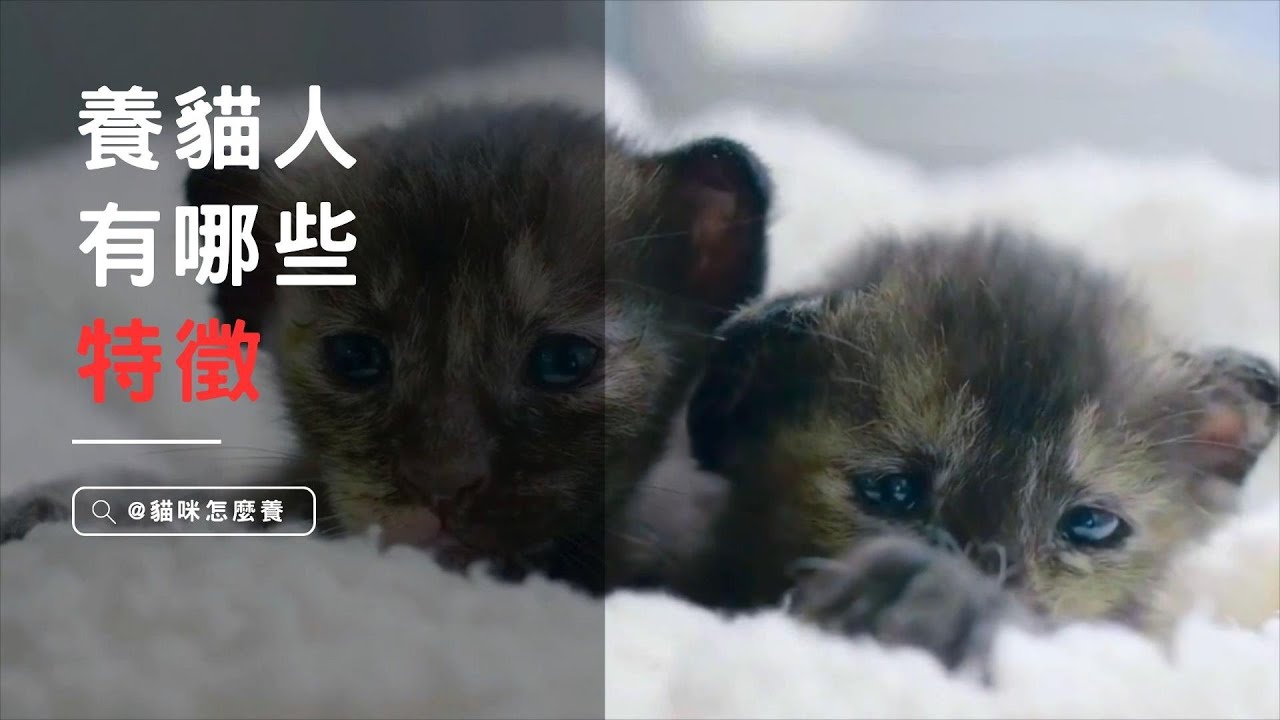 【寵物解答】養貓人有哪3種特徵??