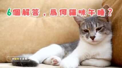 貓咪睡覺大解密