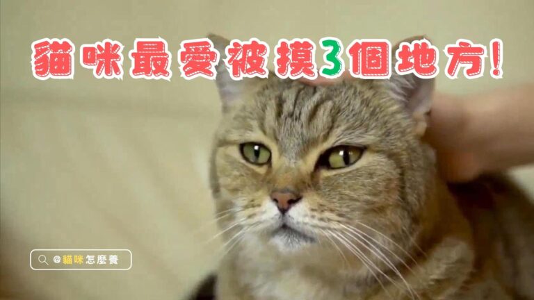 貓咪愛被摸摸