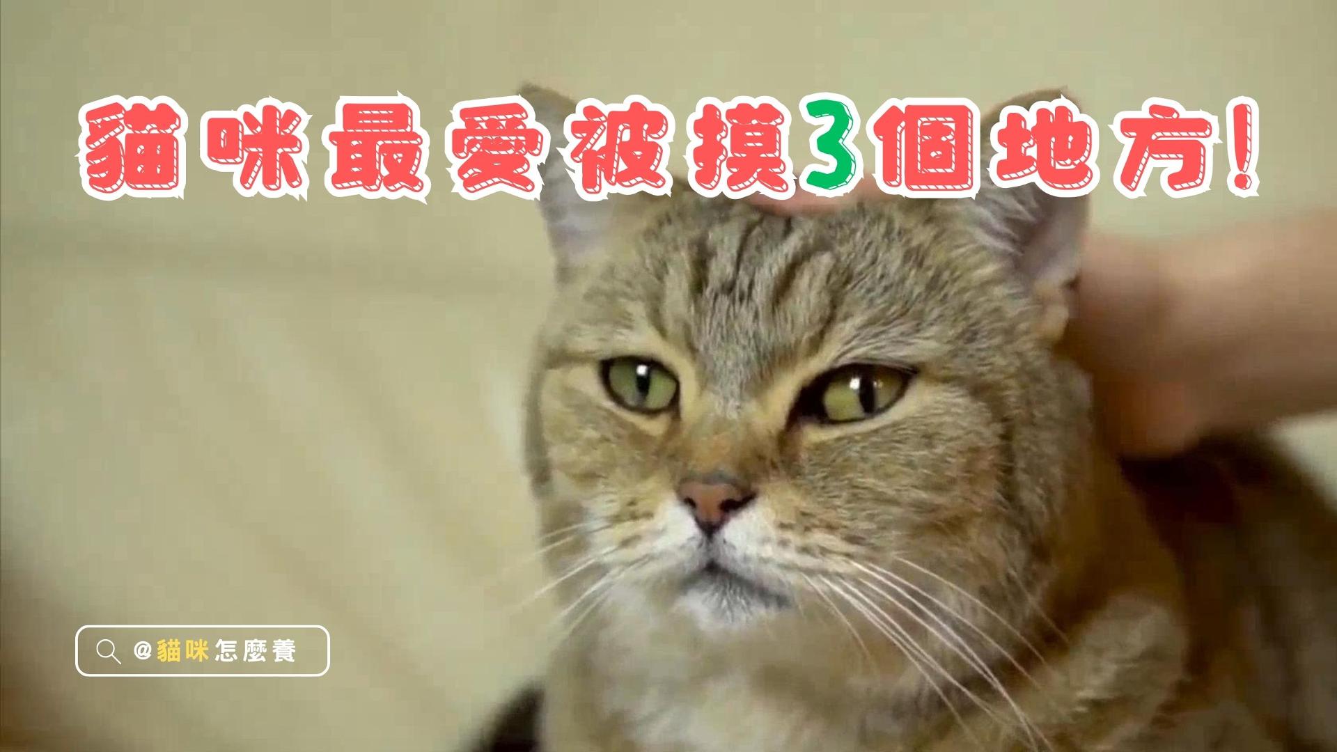 【新手養貓】貓咪最愛被摸的3個地方!你知道幾個?