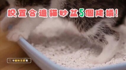 貓砂盆的選擇：如何放置適量的貓砂