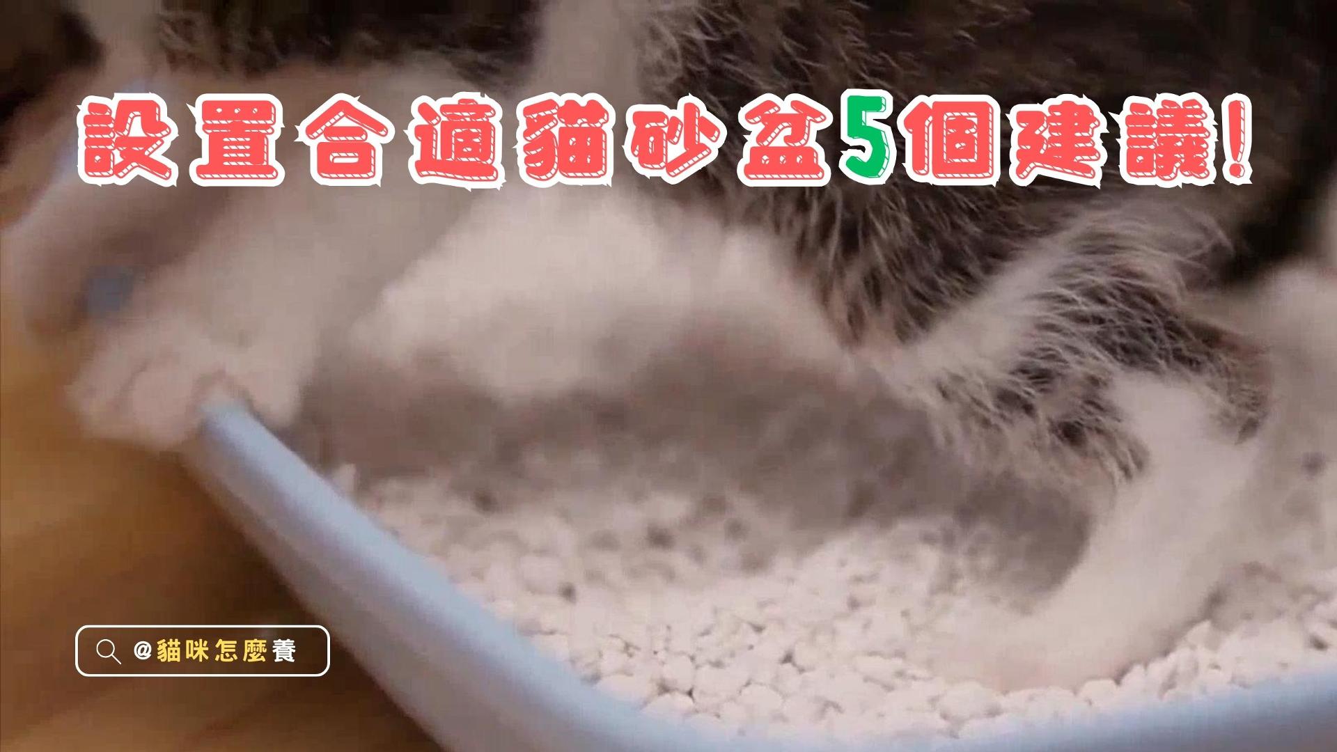 【新手養貓】設置貓砂盆的5個步驟，養貓一定要了解