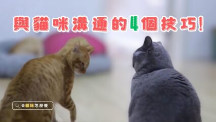 貓咪溝通的神奇技巧