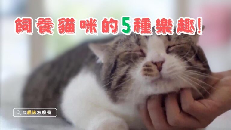 養貓不可不知的5大樂趣