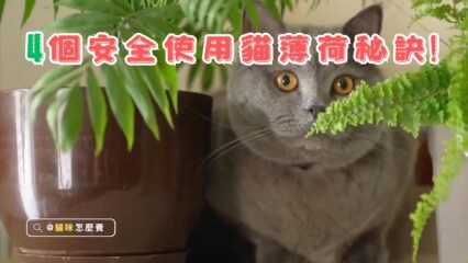 貓薄荷的神奇魅力！