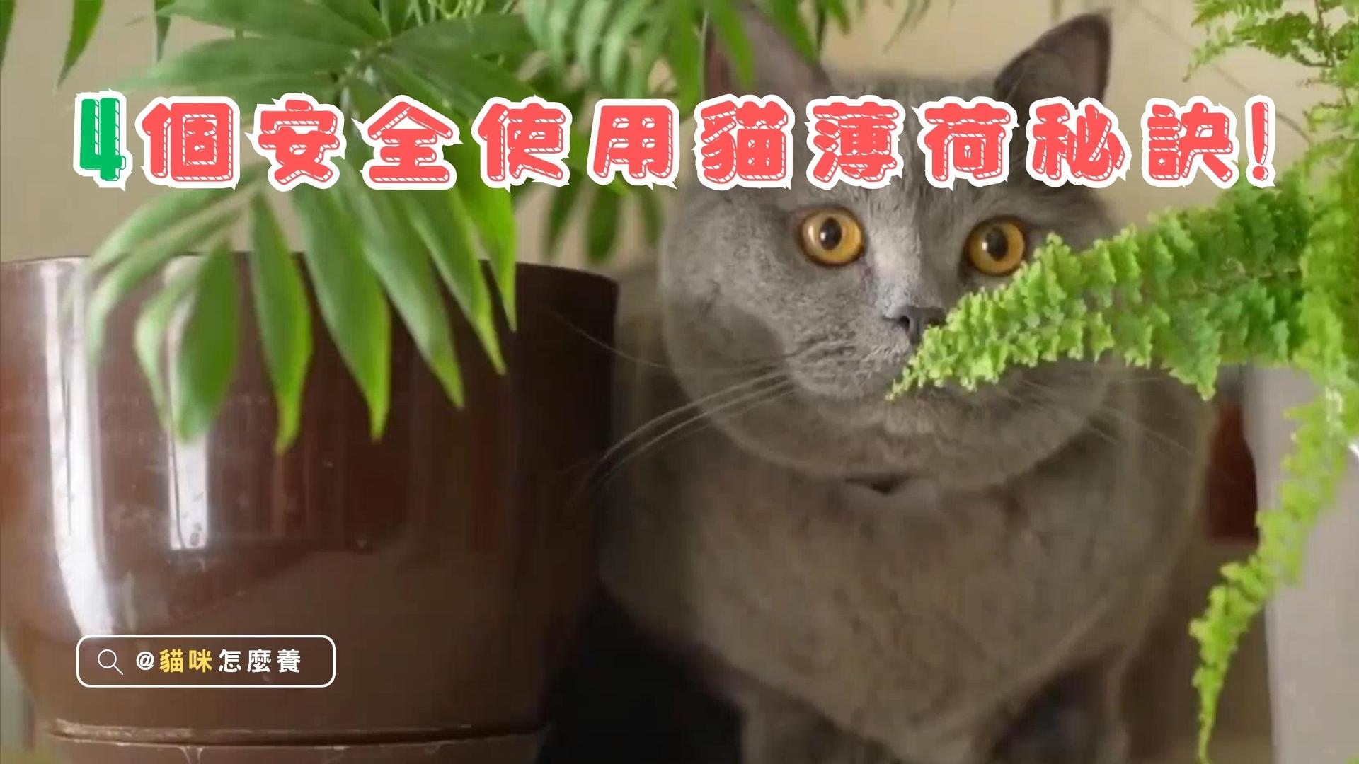 【養貓知識】4個安全使用貓薄荷的秘訣，新手養貓的神奇魅力。