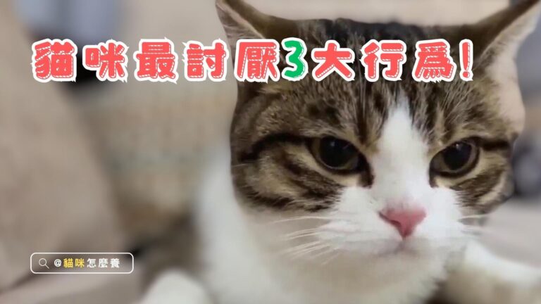 貓咪最討厭的3大行為