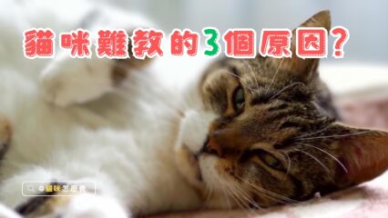 貓咪難教的3個原因