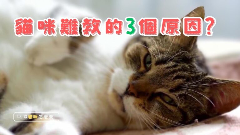 貓咪難教的3個原因