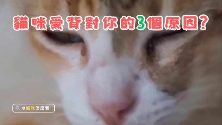 為何貓總愛背對著你