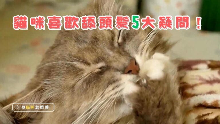 為何貓咪喜歡舔我的頭髮