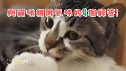 一同生活的貓咪會有相同的氣味嗎