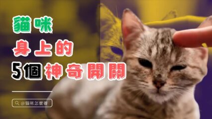 貓咪身上的5個神奇開關