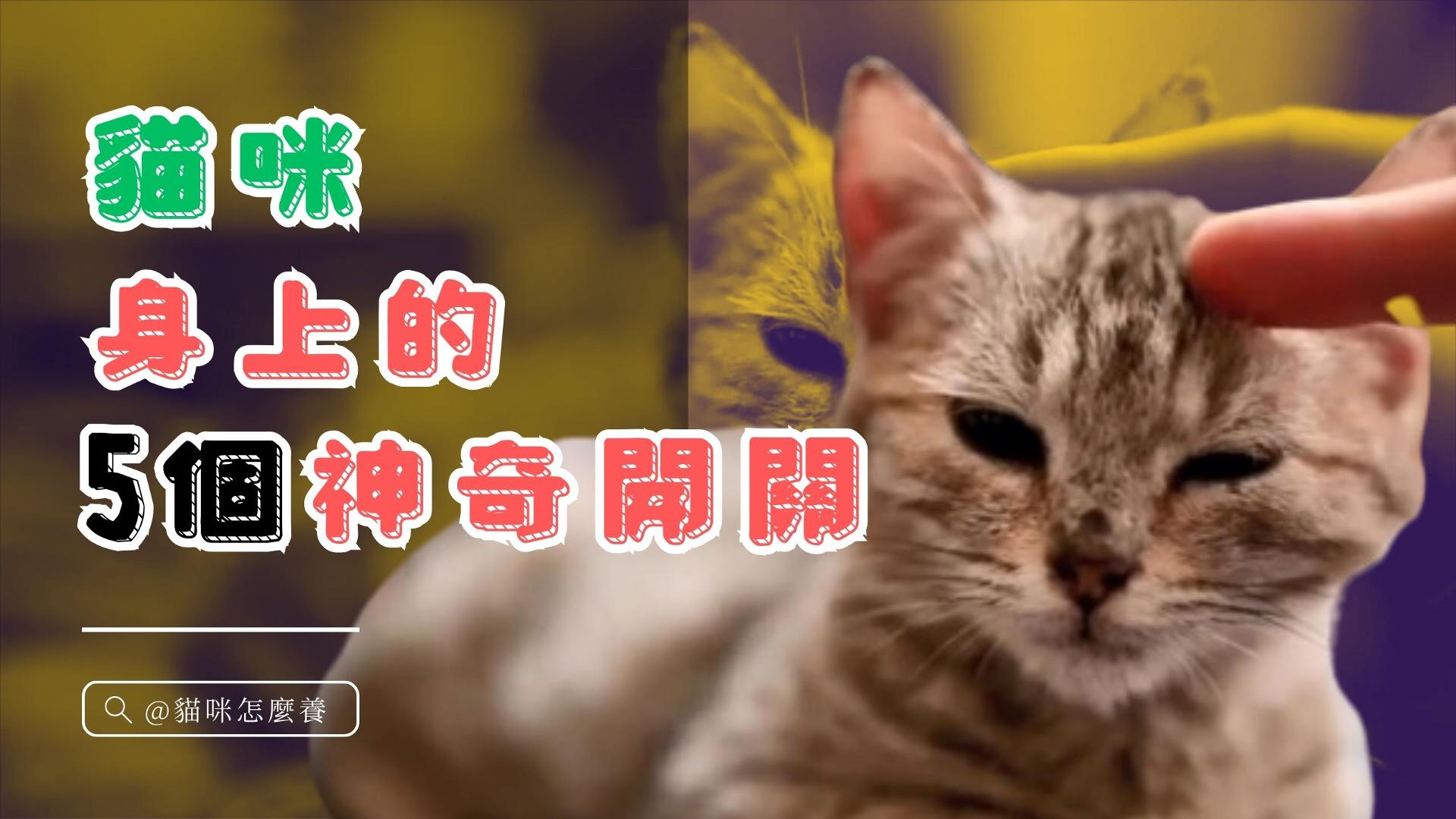 【新手養貓】貓咪身上的 5 個神奇開關