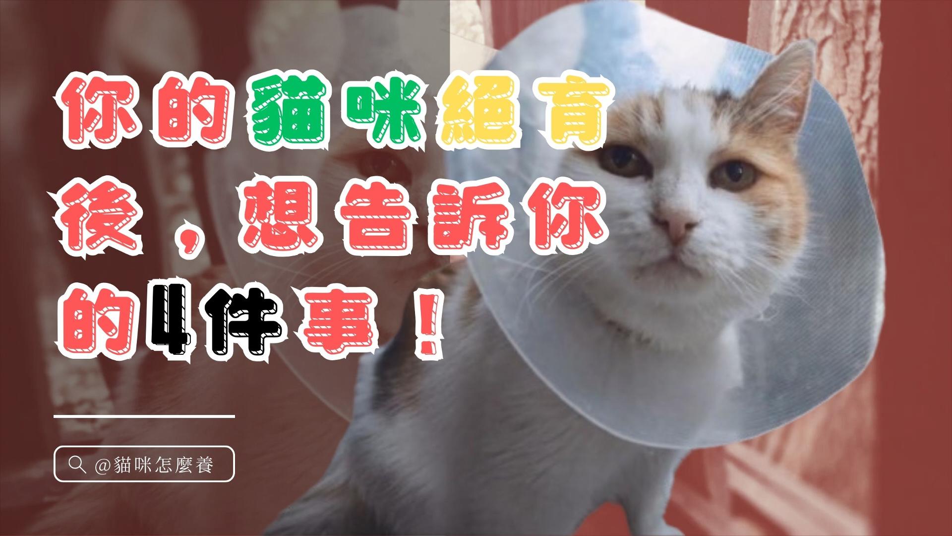【養貓知識】你的貓咪絕育後，想告訴你的4件事！