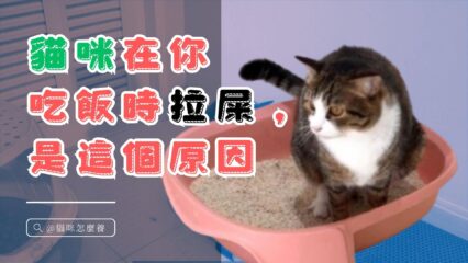 貓咪在你吃飯時拉屎