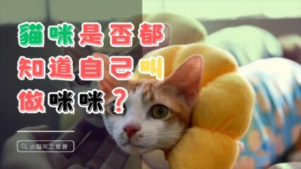 貓咪是否都知道自己叫做咪咪