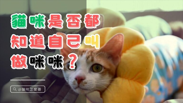 貓咪是否都知道自己叫做咪咪