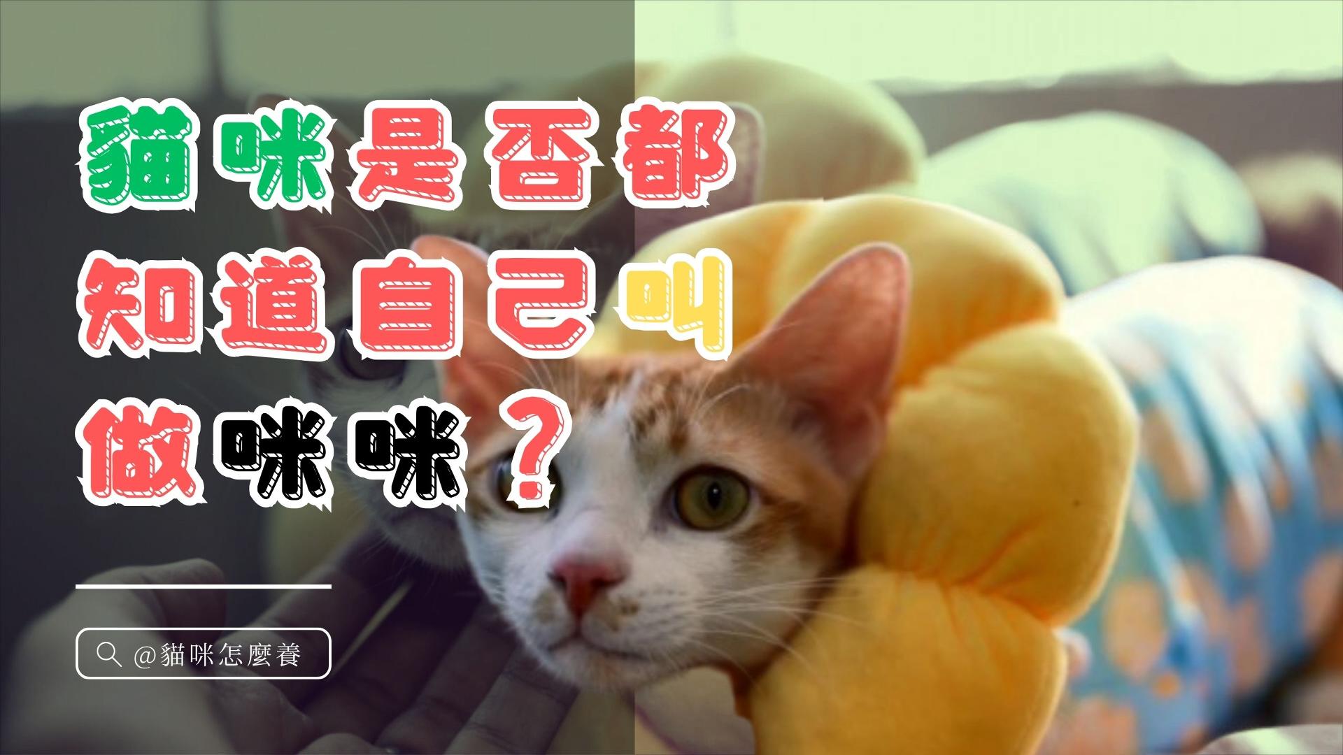 【新手養貓】貓咪是否都知道自己叫做咪咪？