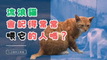 流浪貓會記得常常喂養它的人嗎？