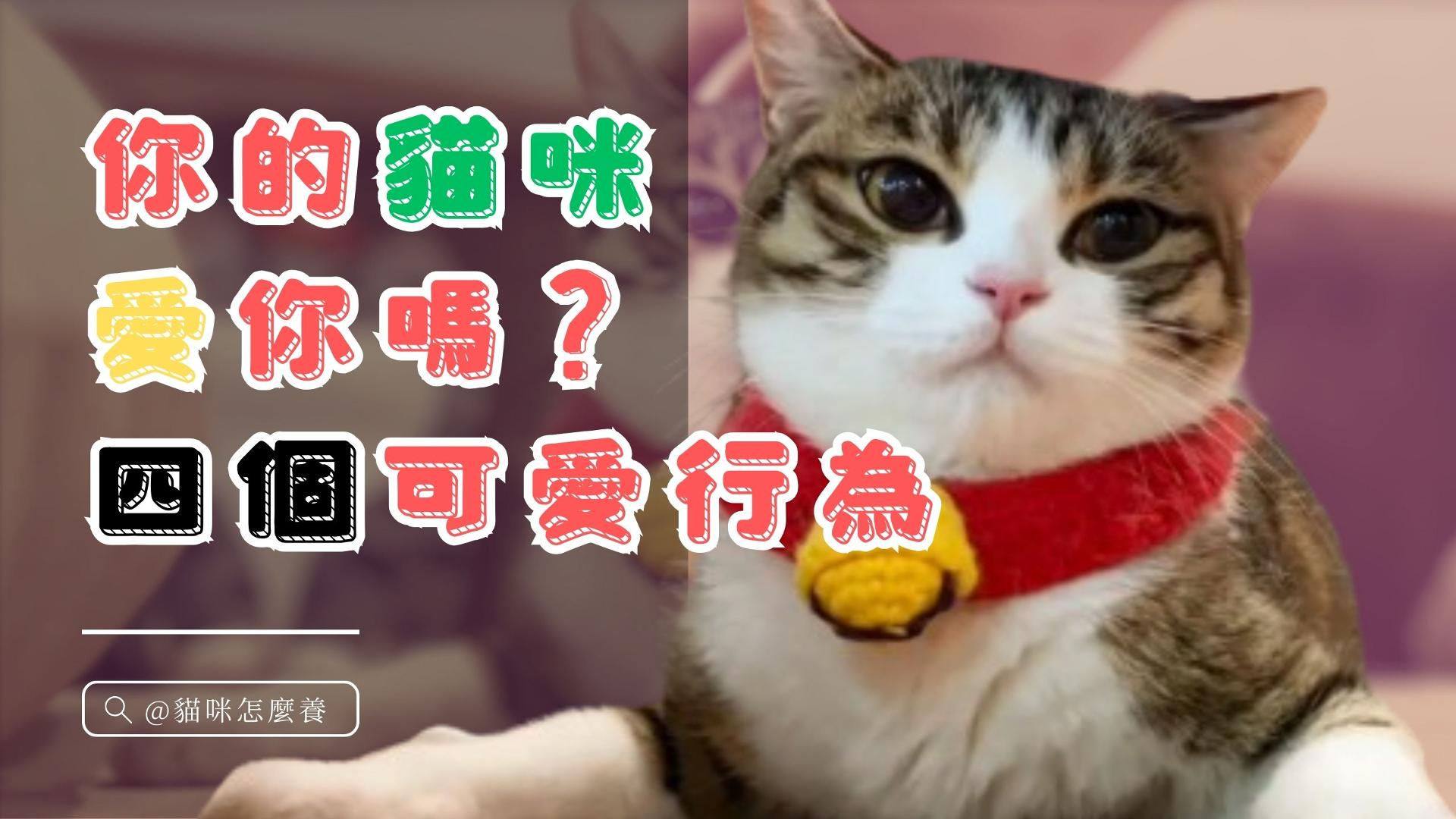 【養貓知識】你的貓咪愛你嗎？四個可愛小行為揭曉！