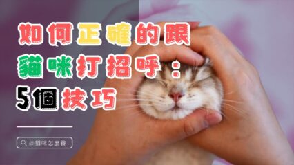 如何正確的跟貓打招呼